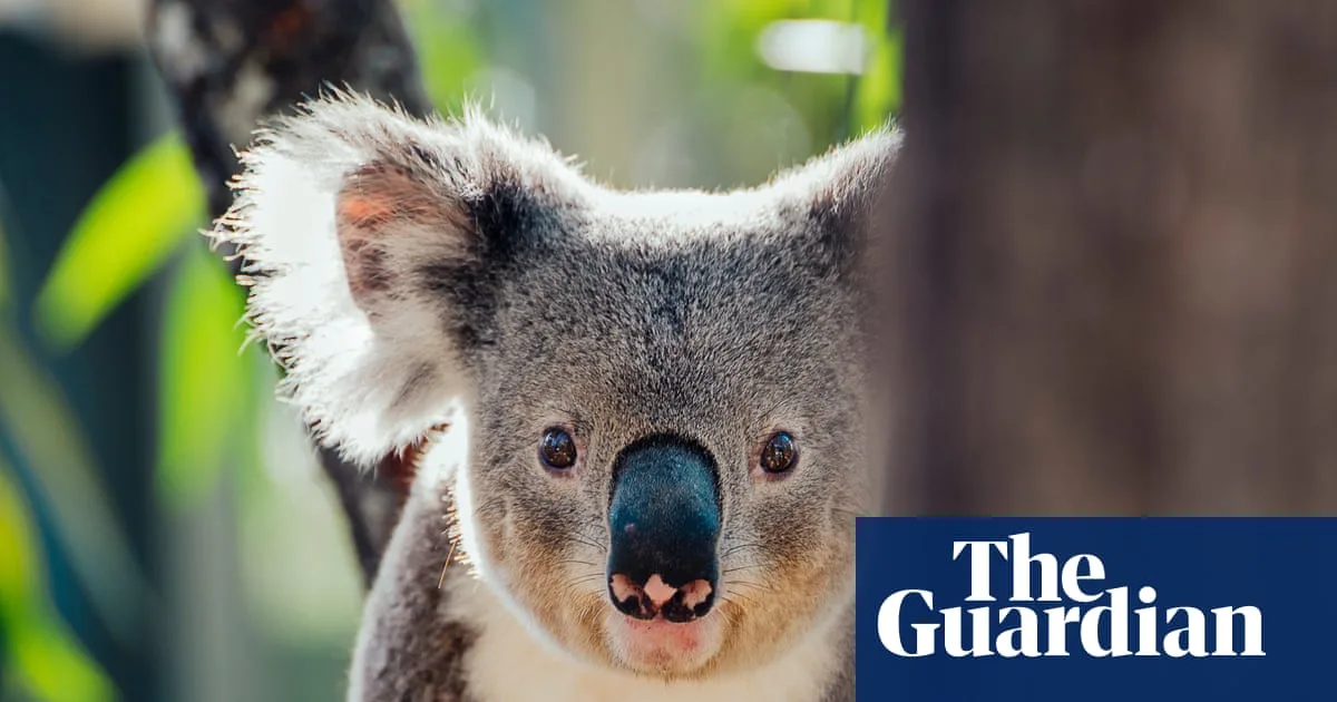 Glencore's Coal Mine Expansion Threatens Koalas