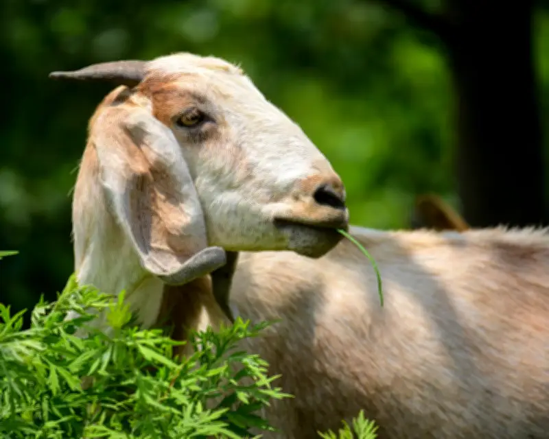 Goats Follow Human Voice to Find Food, Study Reveals