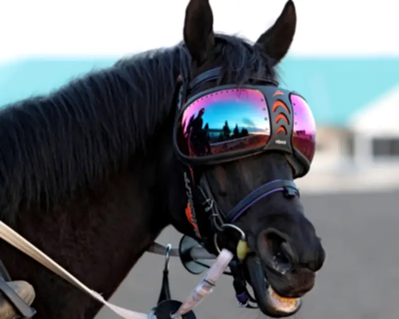 Gold Cup Winner Trawlerman to Wear Ski Goggles at Royal Ascot Due to Eye Condition