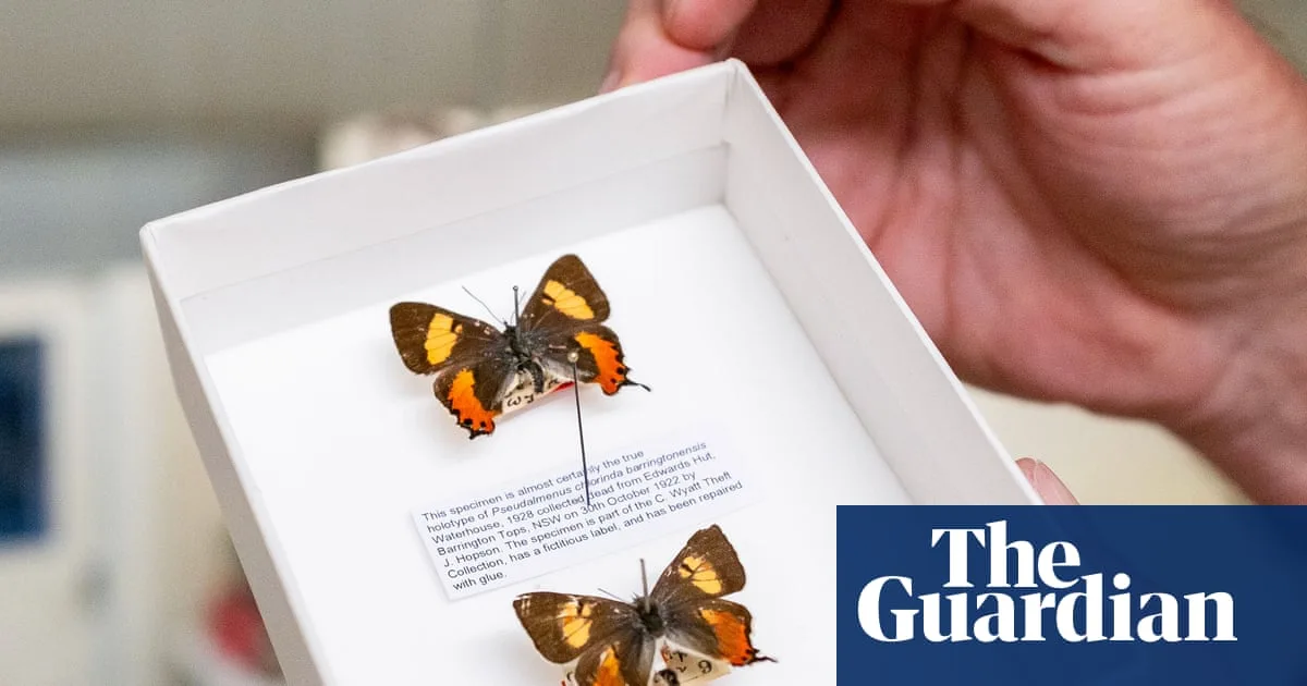 The Great Butterfly Heist: Collector Stole Thousands From Museums
