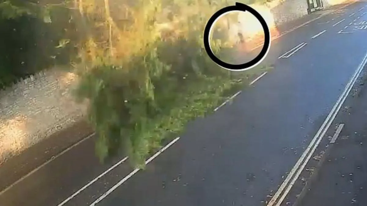Dog Walker Narrowly Missed by Falling Tree in Bath