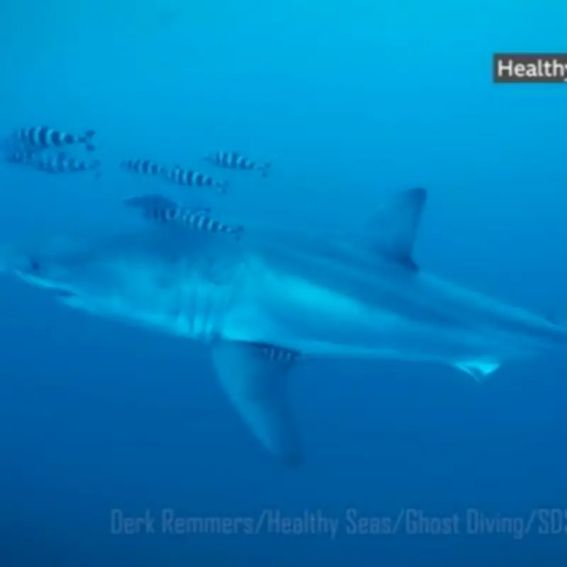 Great White Shark Filmed in Mediterranean Sea for First Time