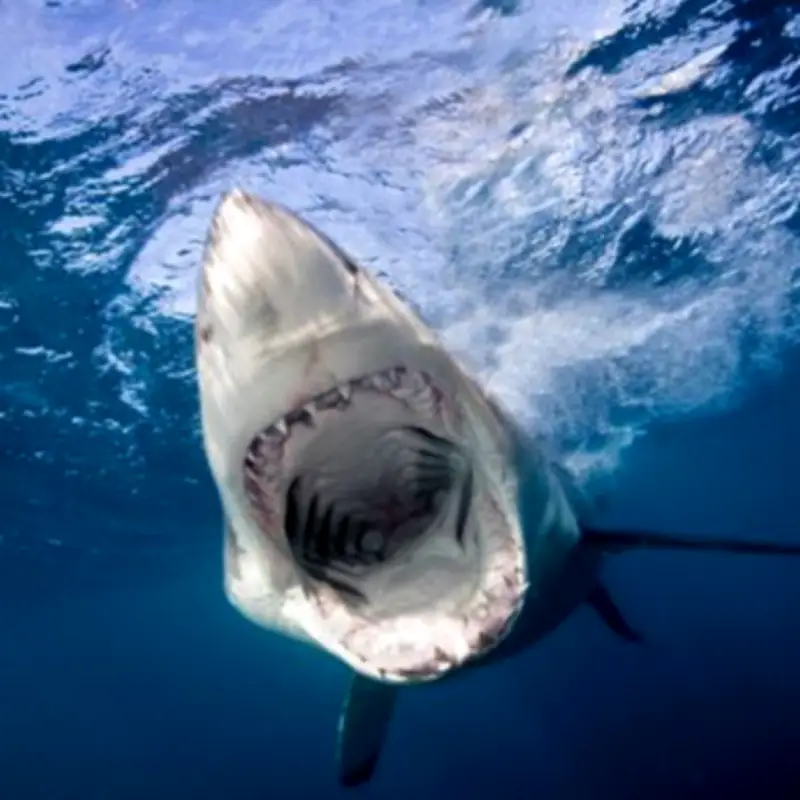 Great White Shark Sighting Exposes World's Deadliest Waters
