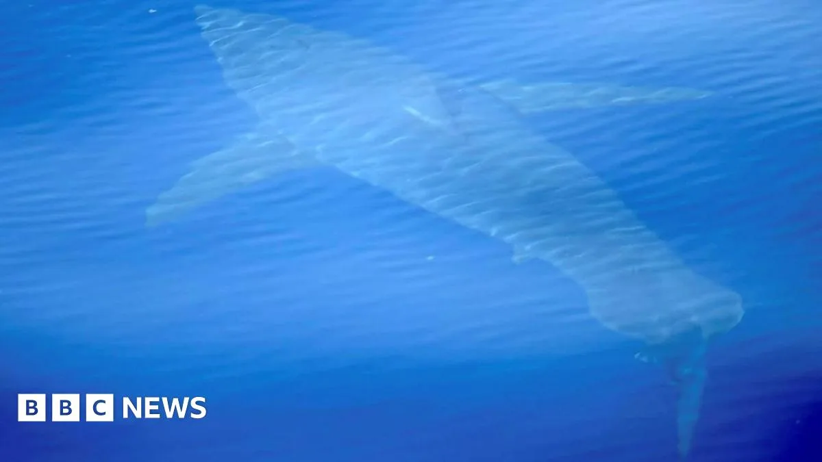 Great White Shark Sighted Off Majorca for First Time in 40 Years