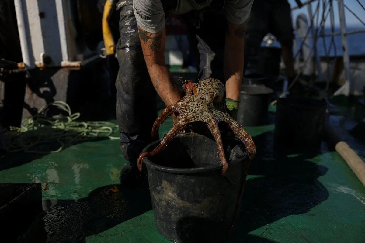 Greece Cracks Down on Brutal Illegal Octopus Fishing