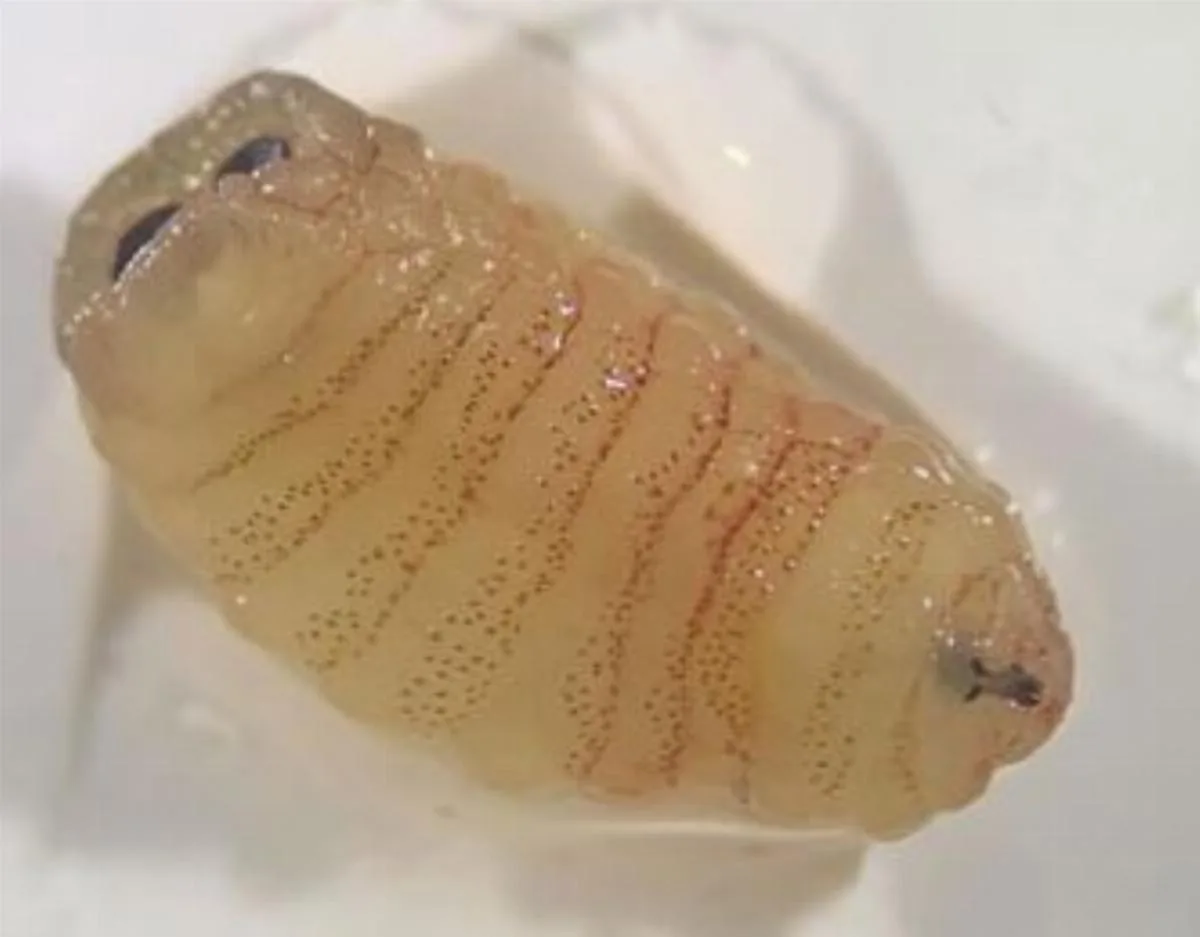 Greek Woman Sneezes Out Live Larvae After Rare Parasitic Infection