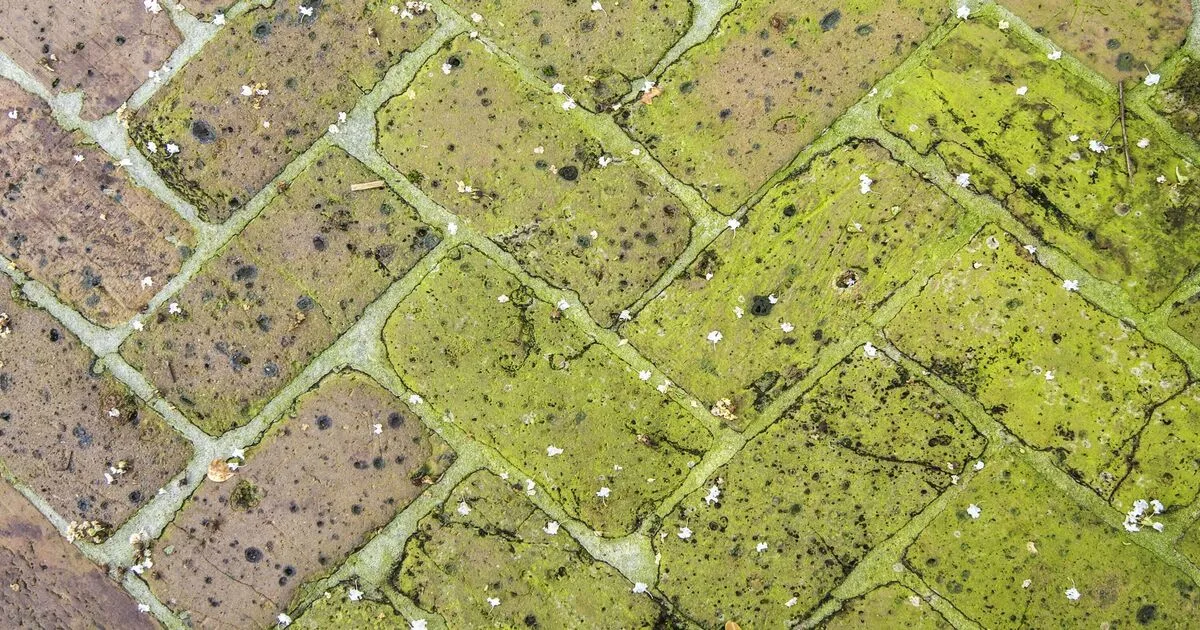Two-Ingredient Solution Removes Patio Algae in Five Minutes