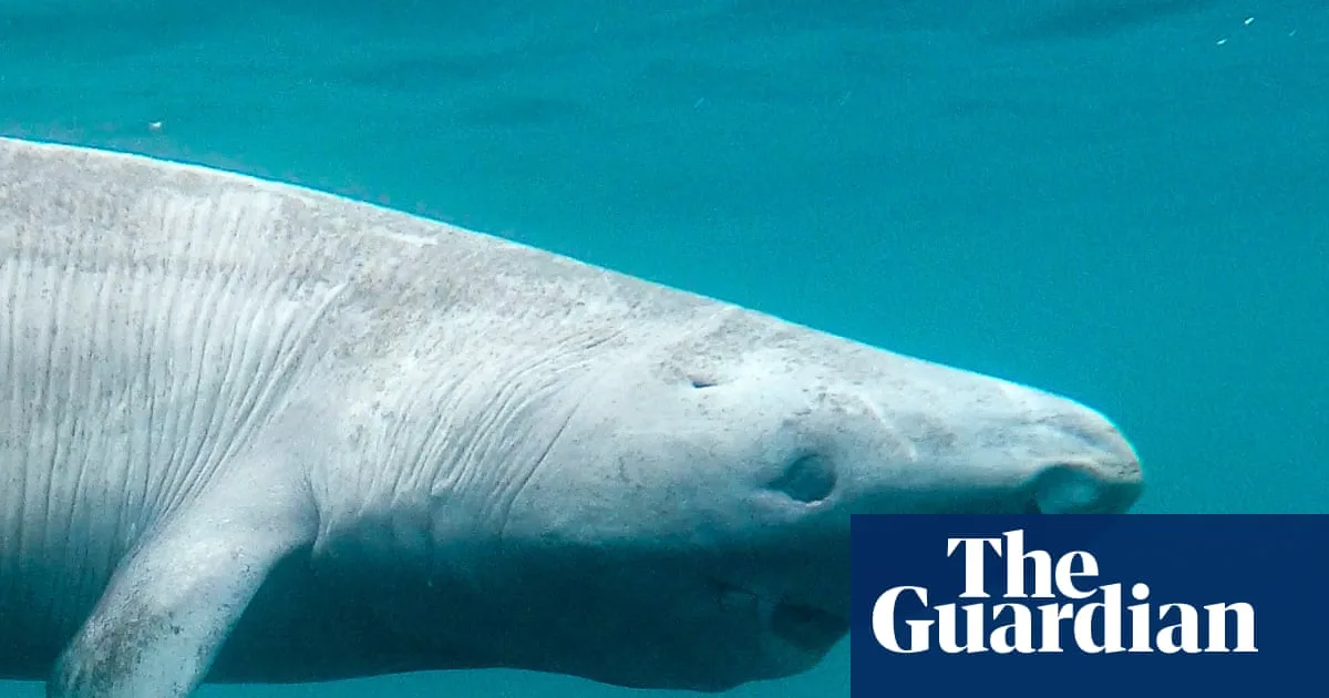 Greenland Shark Secrets: Not Blind, and Perhaps Not 500 Years Old