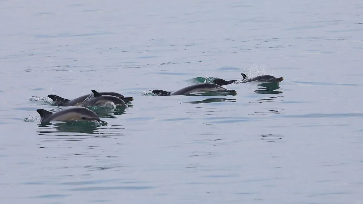 Grey Seals Attack and Kill Dolphin off Welsh Coast, Posing Potential Risk to Humans