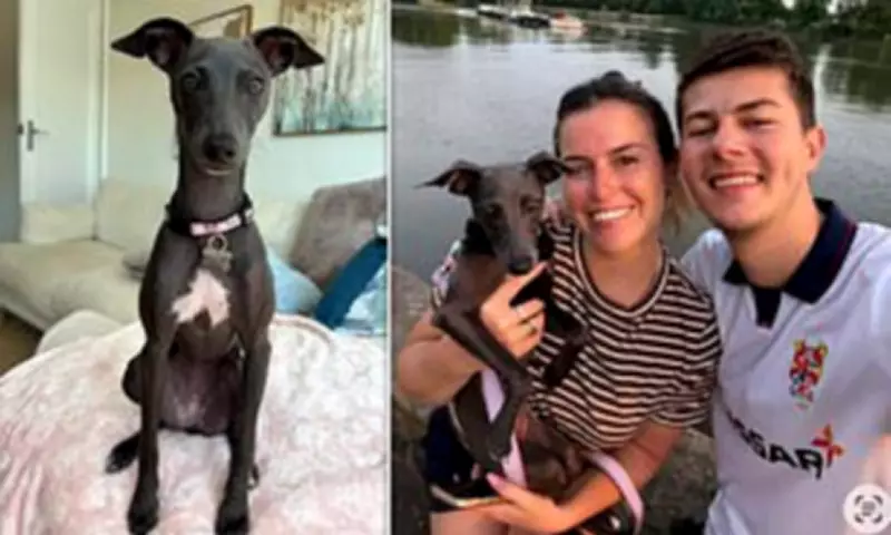 Greyhound Puppy Stolen from Home Found Dead on Major Road