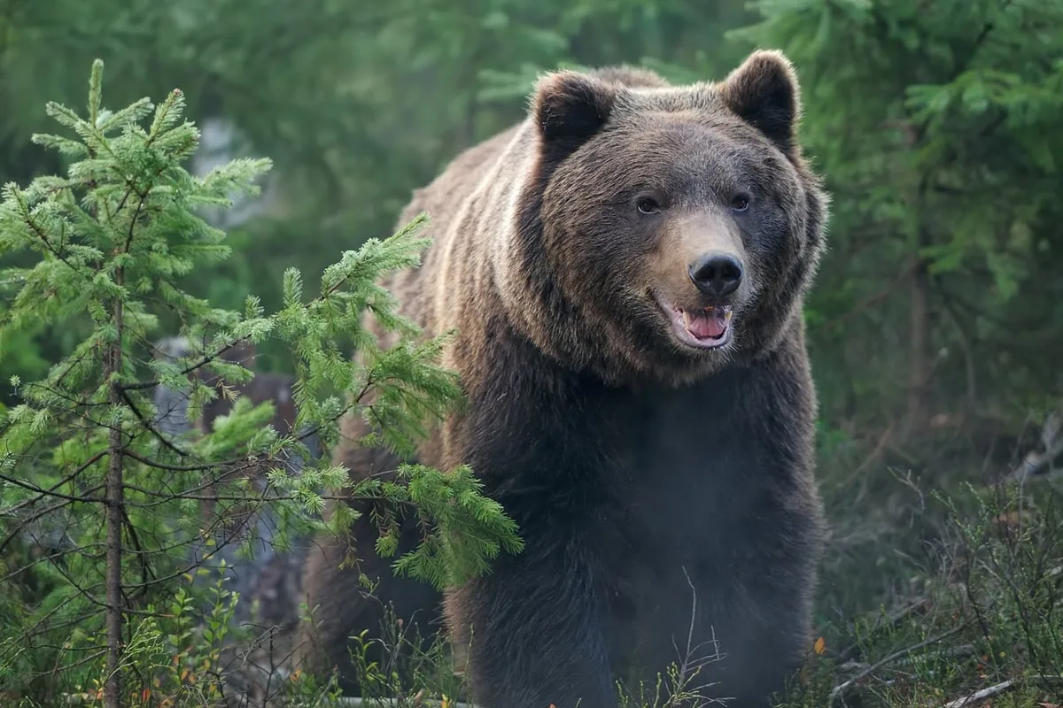 Grizzly Bear Attack in Canada Leaves One Dead and 11 Injured