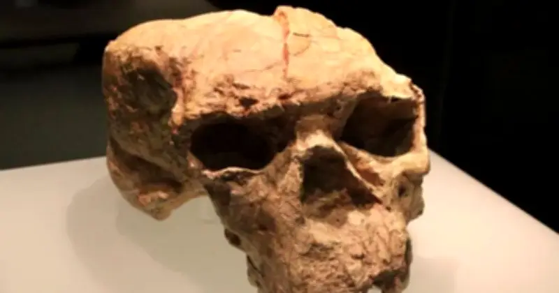 Groundbreaking 'Dragon Man' Skull Discovery of New Human Species