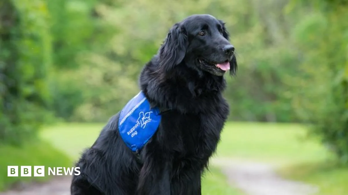 Dual-Purpose Guide Dogs: More Than Just a Walk in the Park