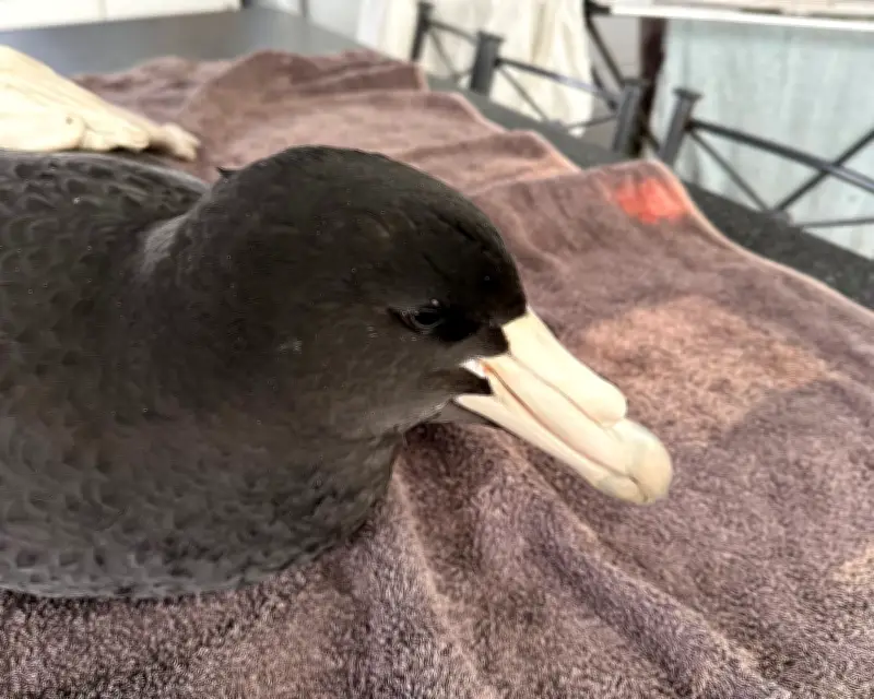 H5N1 Bird Flu Confirmed in Two Wild Birds in Western Australia, Experts on High Alert