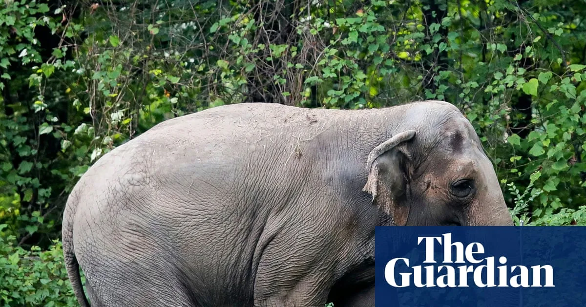 Happy the Bronx Zoo Elephant Euthanised at 55