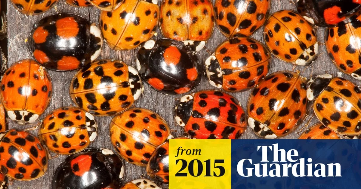 Harlequin Ladybird Invasion Threatens UK Native Species