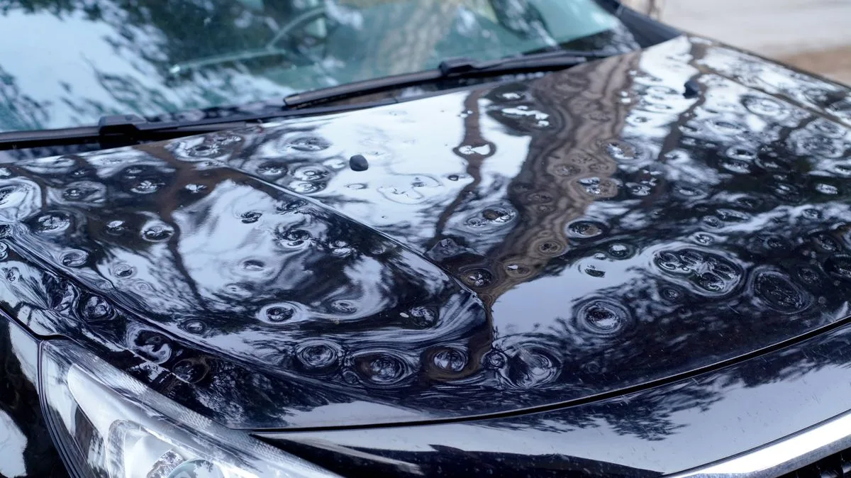Drivers Warned: Harmless-Looking Insect Can Cause £900 Car Damage