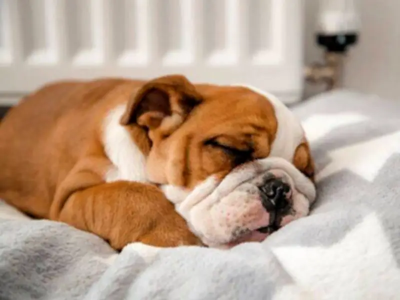 Harvard psychologist reveals what dogs dream about, and owners will love it