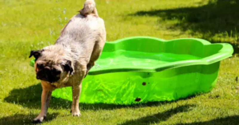 Heatwave Warning After Beloved Pug Dies in Garden: RSPCA Issues Crucial Pet Safety Advice