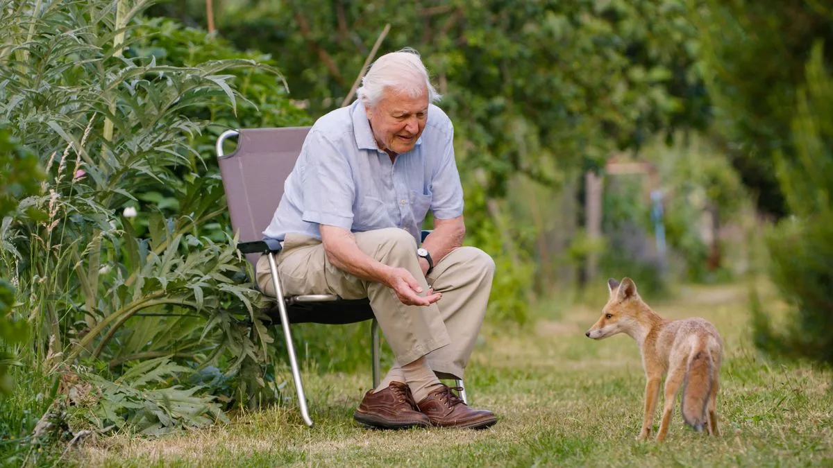 Sir David Attenborough's Simple Water Tip to Help Hedgehogs and Wildlife Survive Winter