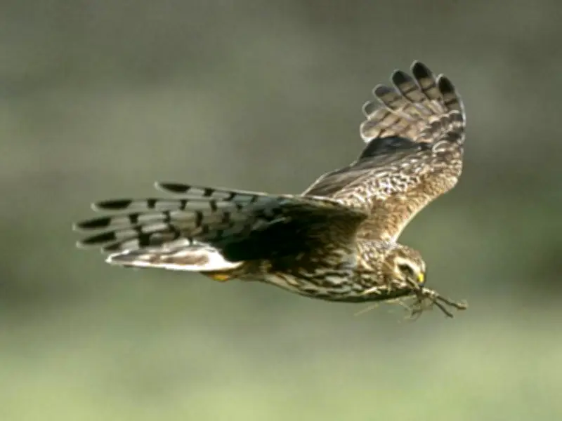 Hen Harrier Vanishes in Welsh 'Bermuda Triangle', Tag Cut with Knife