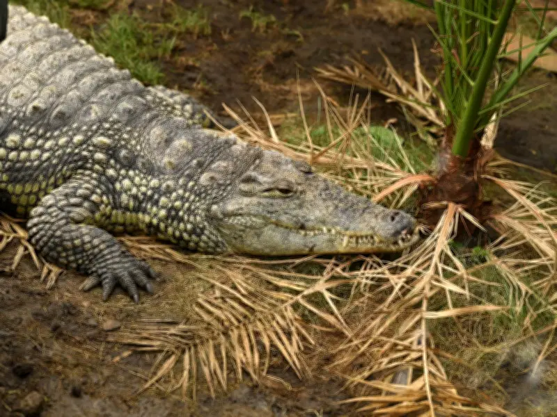 Hero Family Rescues Toddler from Crocodile Enclosure at Cambridgeshire Zoo