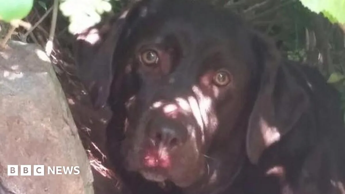 Chocolate Labrador Rescued After 60ft Cliff Plunge in Devon