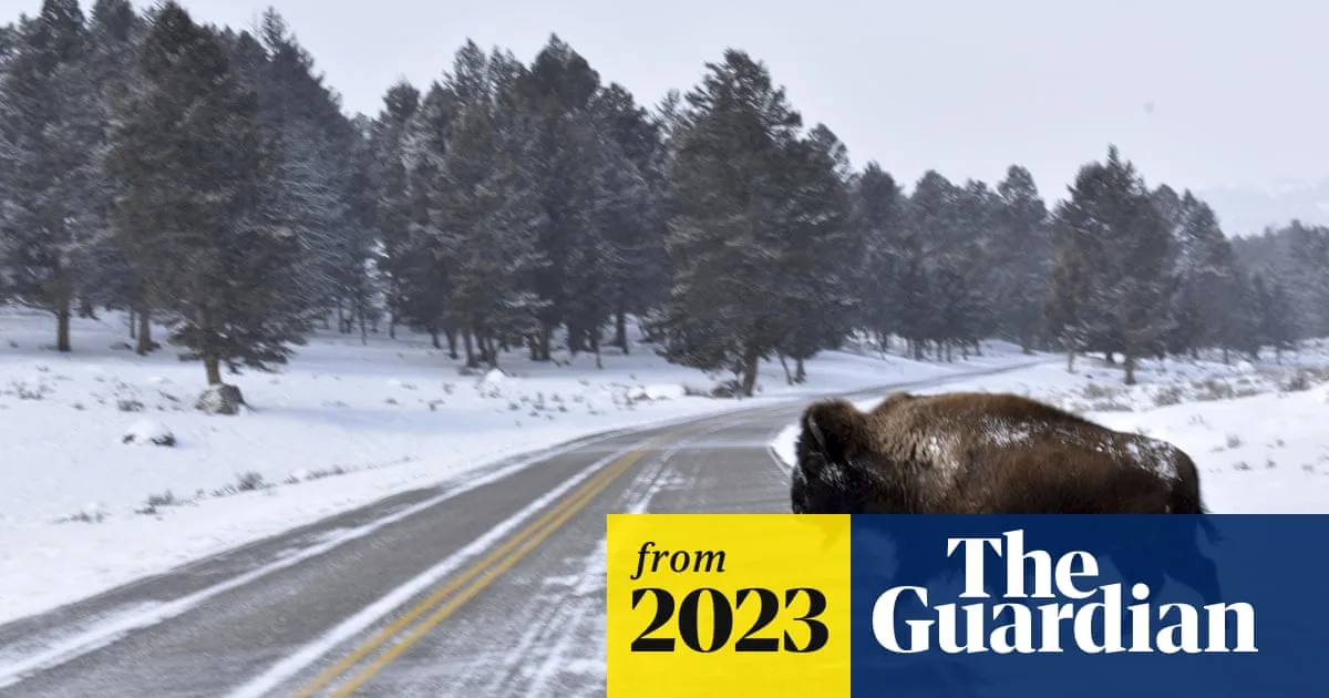 Thirteen Bison Killed in Montana Highway Crash Near Yellowstone