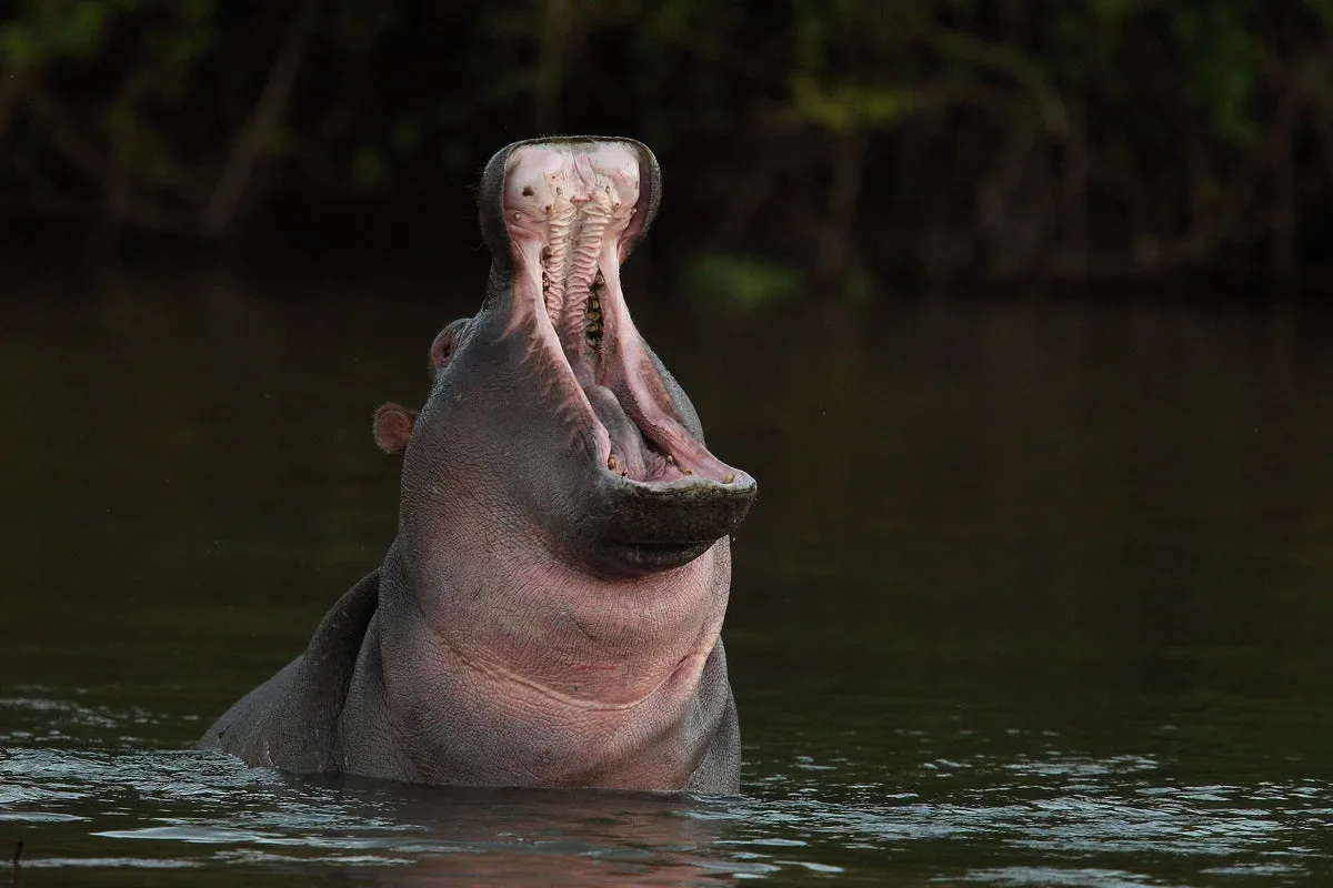 Eleven Missing Including Baby After Hippo Capsizes Boat in Ivory Coast