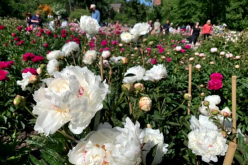 Historic Peony Garden in Michigan Draws Thousands of Annual Visitors