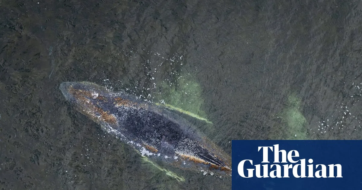 Humpback Whale Stranded for Third Time on German Coast, Prognosis 'Doesn't Look Good'