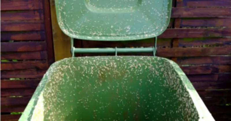 Households Urged to Pour Boiling Water in Wheelie Bin This Saturday