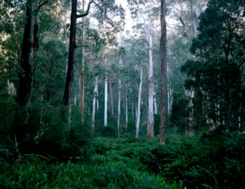 How Daily Forest Walks Boost Creativity and Writing