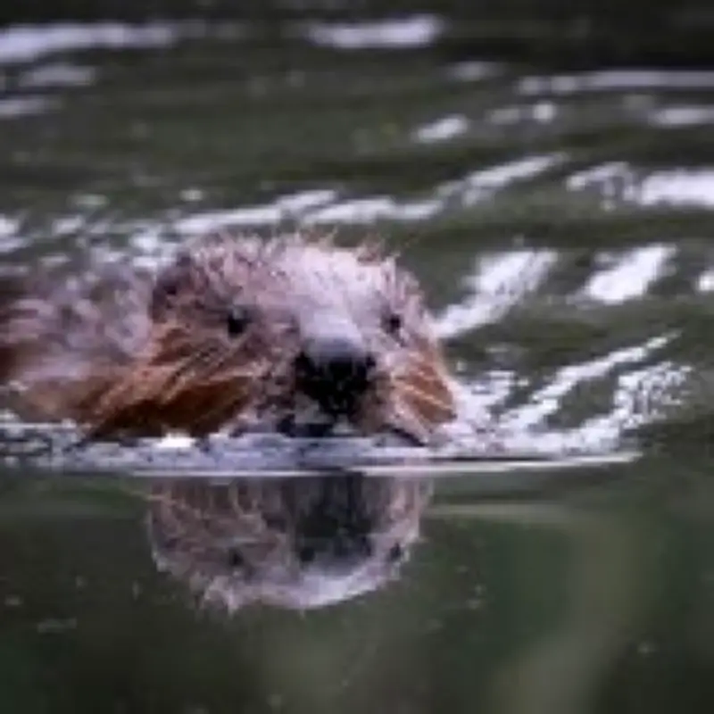 How Eight Beavers Solved a Decades-Old Tube Station Flooding Problem