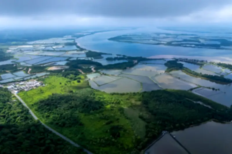 How Global Shrimp Demand Is Destroying Ecuador's Mangroves