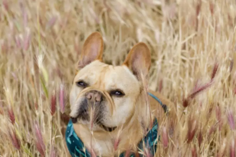 How to Lower Your Dog's Cancer Risk: Expert Tips for a Longer Life