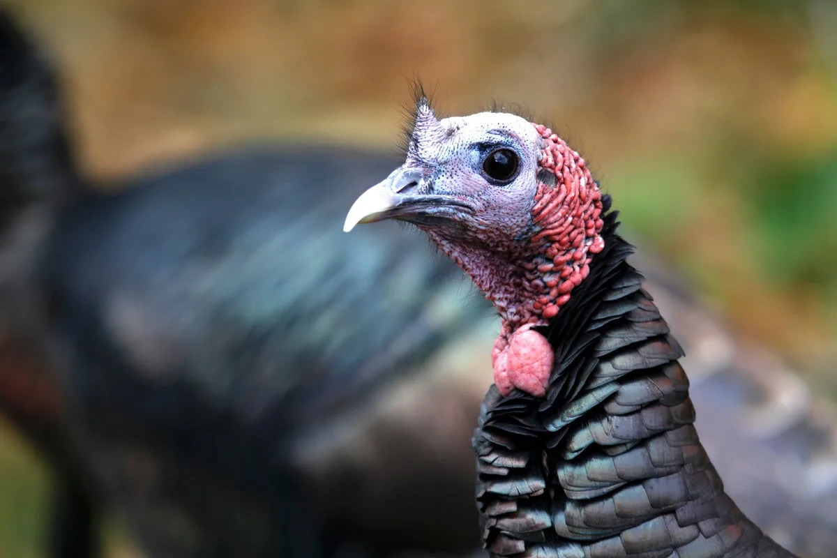 How Turkey Trades Became a Conservation Success