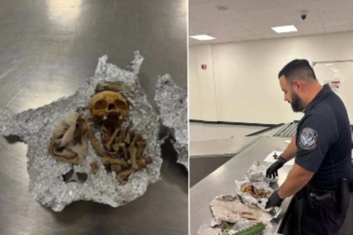 Human skull and bones found in passenger's luggage at Tampa airport