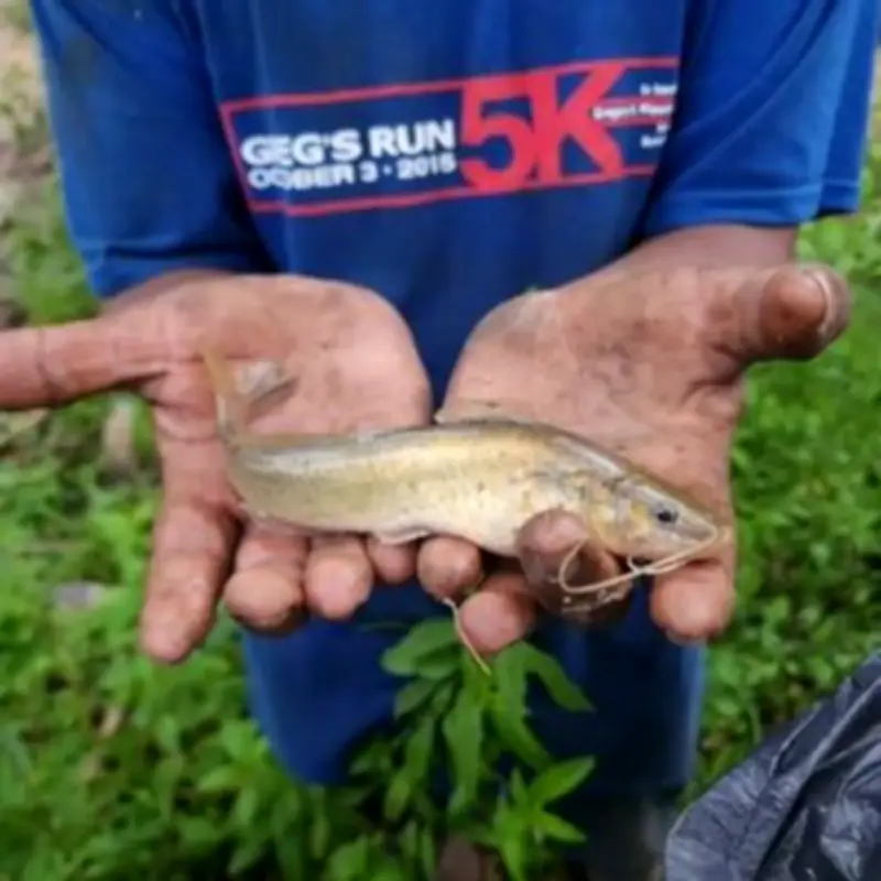 Hundreds of Fish Rain from Sky in Honduras Mystery Phenomenon