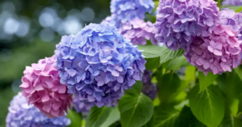 Hydrangeas Bloom Longer with 3 Essential Summer Tasks