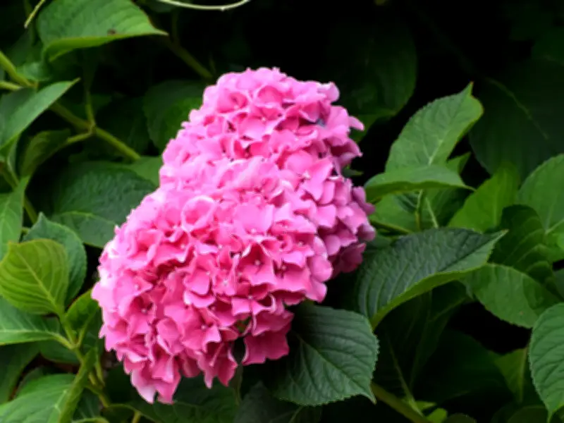Hydrangeas in Hot Weather: 1 Simple June Check for Blooms