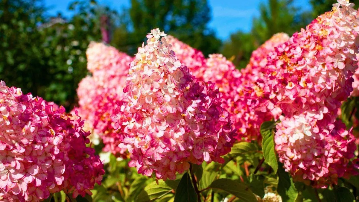 Hydrangeas Stay Healthy in Hot Weather with Simple June Mulching Tip