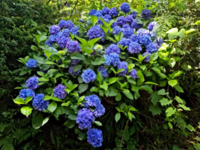 Hydrangeas Turn Deepest Blue with Coffee Grounds Trick