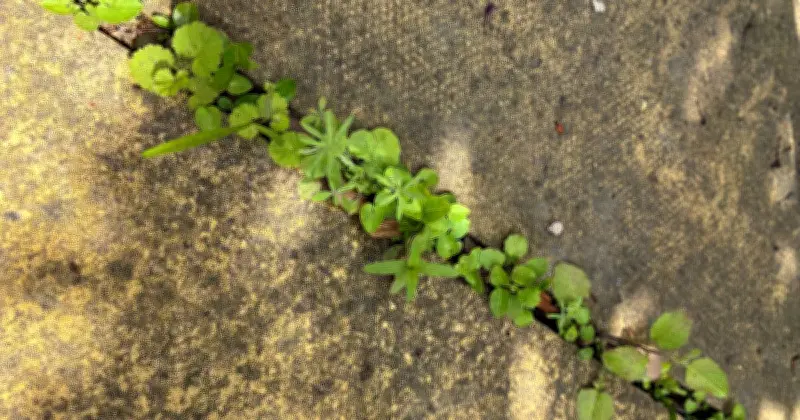 I Tested Two Natural Weed Killers for Patio – One Was Clearly Better