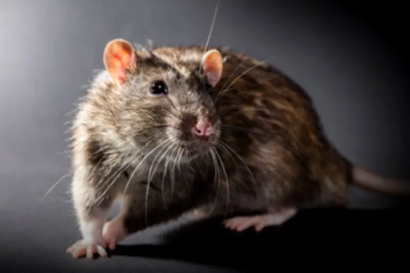 If We Can't Keep Rats Out of UK Jails, We Shouldn't Put Children in Them