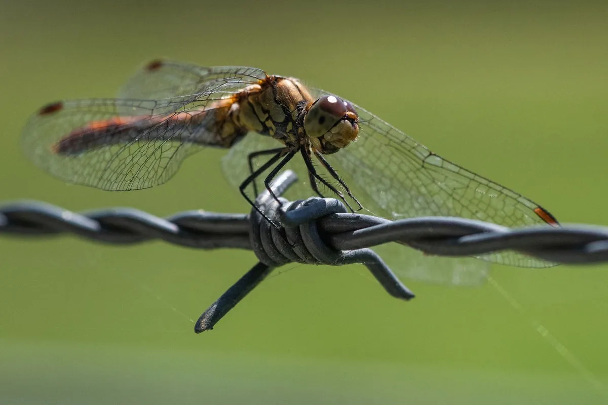 One-Third of India's Dragonflies Likely Extinct, Survey Reveals