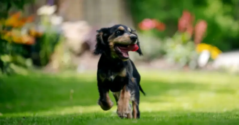 Influencer Bea Elton Secures Parliament Debate on Animal Abuser Register
