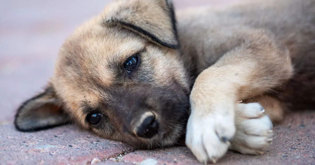 Injured puppy Stormzy's remarkable 22-day recovery thanks to UK charity