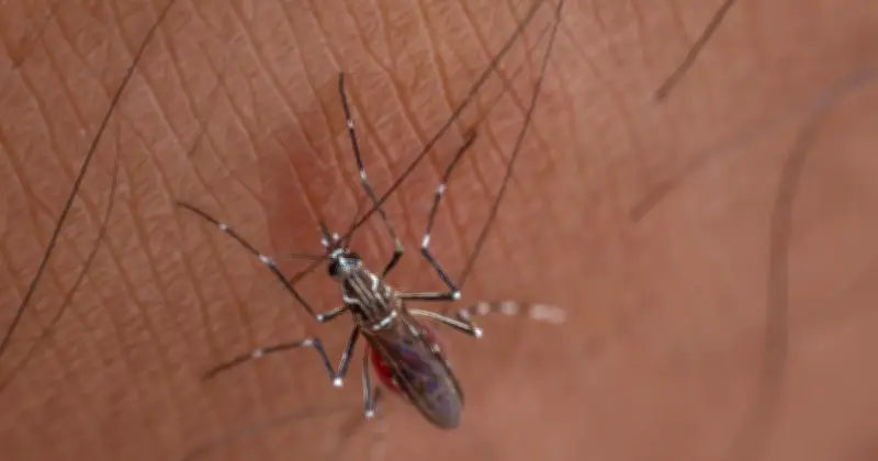 Insect Repellent Scent Found in Perfumes That Bugs Naturally Avoid