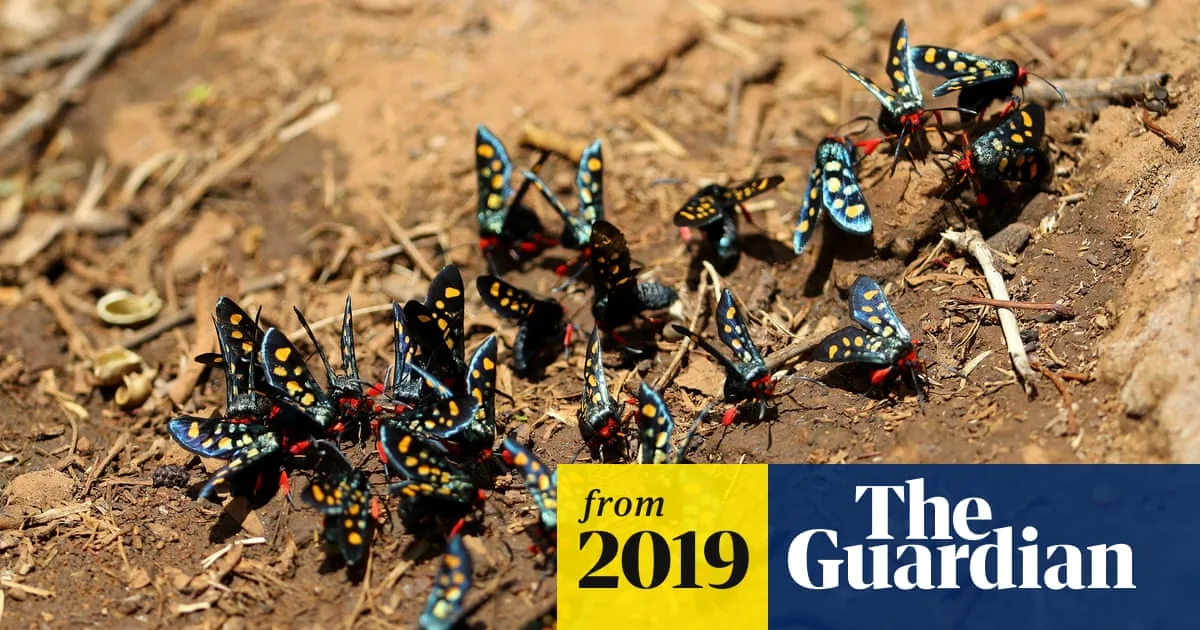 Insect apocalypse poses risk to all life on Earth, conservationists warn